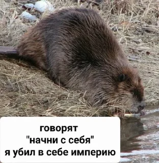 🫠 emoji Бобр live matter Telegram sticker 15 of 19
