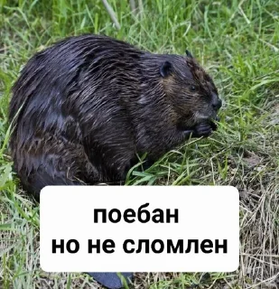 😤 emoji Бобр live matter Telegram sticker 13 of 19
