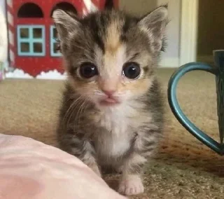 🌟 emoji мемкоты Telegram sticker 21 of 25
