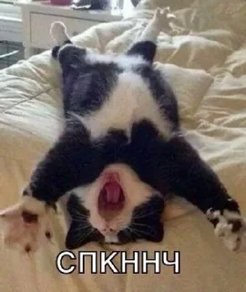🌟 emoji спкнч Telegram sticker 10 of 29