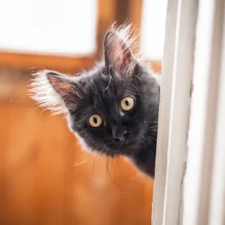 👀 emoji Тварини Telegram sticker 23 of 116