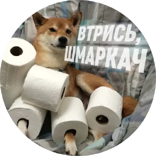 😎 emoji Емоційні тварини Telegram sticker 8 of 38