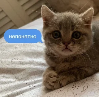 ⛑ emoji Тварини-терористи Telegram sticker 14 of 36