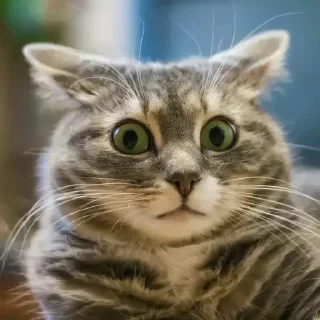 😟 emoji Тварини Telegram sticker 21 of 116