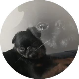 😢 emoji Емоційні тварини Telegram sticker 20 of 38