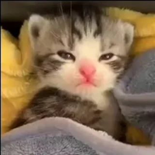 😴 emoji эта моё Telegram sticker 21 of 86