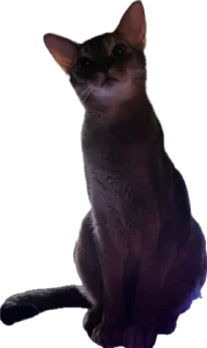 🫤 emoji Кот Пётр Telegram sticker 20 of 21