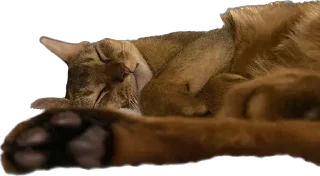 😪 emoji Кот Пётр Telegram sticker 6 of 21