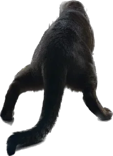 🫠 emoji Кот Пётр Telegram sticker 10 of 21