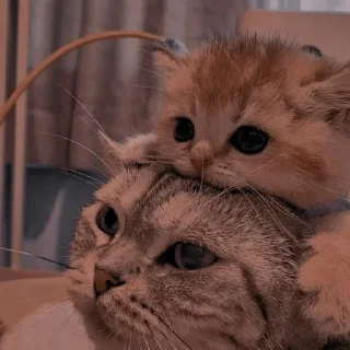 💋 emoji обнимашки Telegram sticker 18 of 84