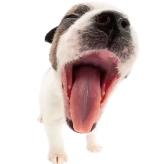 🐮 emoji ۰. ݁⸙ animals ִֶָ by @m2e58l Telegram sticker 15 of 32