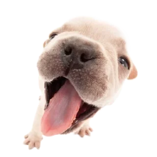 🐮 emoji ۰. ݁⸙ animals ִֶָ by @m2e58l Telegram sticker 5 of 32
