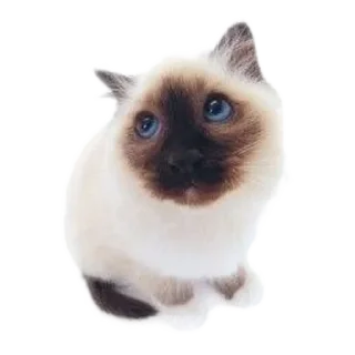 🐮 emoji ۰. ݁⸙ animals ִֶָ by @m2e58l Telegram sticker 24 of 32