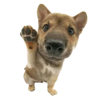 🐮 emoji ۰. ݁⸙ animals ִֶָ by @m2e58l Telegram sticker 18 of 32