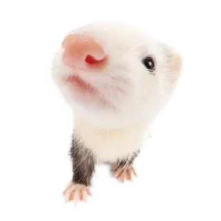 🐮 emoji ۰. ݁⸙ animals ִֶָ by @m2e58l Telegram sticker 14 of 32