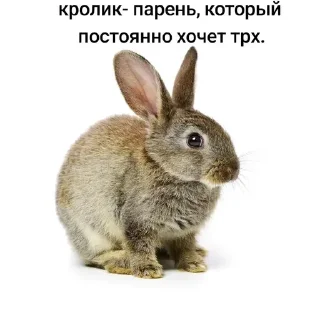 🥵 emoji Всё и вся от пинки Telegram sticker 9 of 12