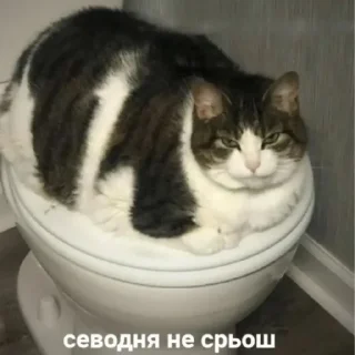 🍞 emoji Стикер пак только для крутих 1# Telegram sticker 7 of 120