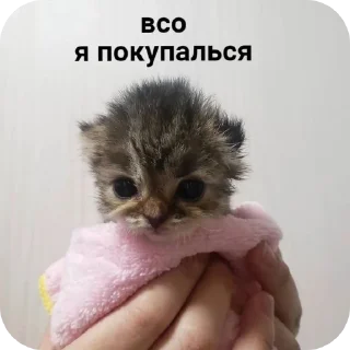 Sticker from Cat
