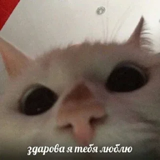 💝 emoji мил пон чел эм Telegram sticker 7 of 26