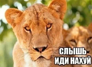 Sticker from вк2