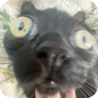 🐱 emoji Ещкере Telegram sticker 8 of 52