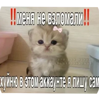 🐱 emoji Ещкере Telegram sticker 12 of 52