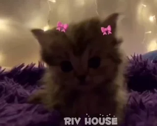 🤗 emoji riv_house_Gif Telegram sticker 9 of 58