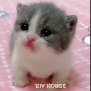 😭 emoji riv_house_Gif Telegram sticker 24 of 58