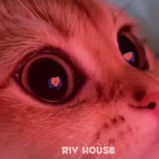 😍 emoji riv_house_Gif Telegram sticker 15 of 58