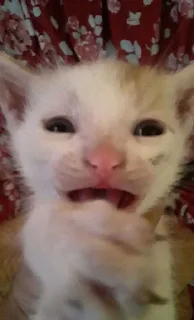 😭 emoji Маленький панк Telegram sticker 12 of 83