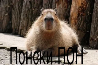 🤓 emoji Капибары и другое Telegram sticker 2 of 57