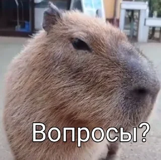🤨 emoji Капибары и другое Telegram sticker 19 of 57