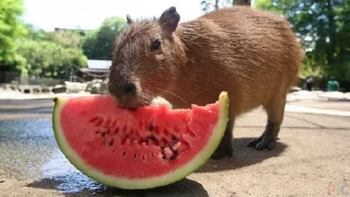 🍉 emoji Капибары и другое Telegram sticker 9 of 57