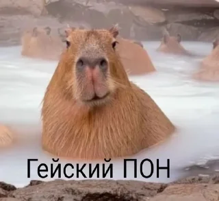 ❤️ emoji Капибары и другое Telegram sticker 1 of 57
