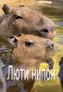 😮 emoji Капибары и другое Telegram sticker 20 of 57