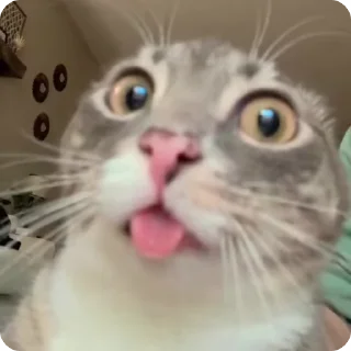 🫕 emoji Funny cats Telegram sticker 15 of 87