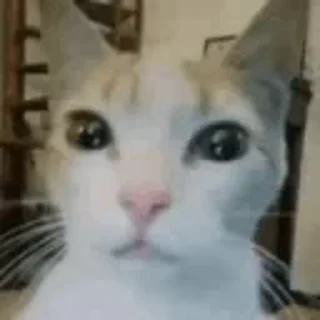 🤬 emoji Funny cats Telegram sticker 17 of 87