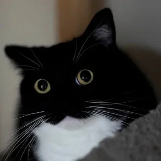 Sticker from Funny cats