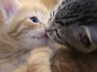 😘 emoji котятки Telegram sticker 18 of 78