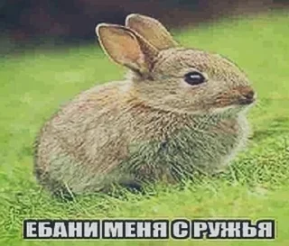 😭 emoji дауны | обновлен 29.06.26 Telegram sticker 16 of 120