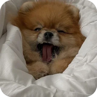 🐶 emoji Шпиц ( @Izuku_Midoriya15_07 ) Telegram sticker 24 of 99