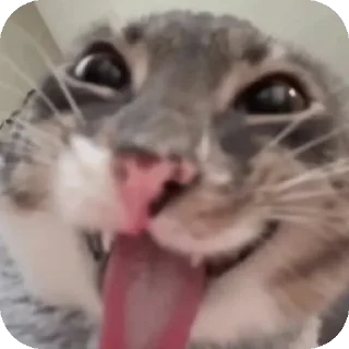 🐱 emoji Вечеринки у Аринки 👅💓 Telegram sticker 8 of 42