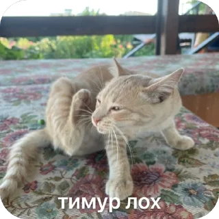 🫥 emoji спасибо большое Telegram sticker 20 of 41
