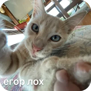 🫥 emoji спасибо большое Telegram sticker 21 of 41
