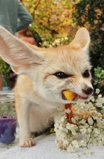 😡 emoji foxes🦊🧡 Telegram sticker 12 of 32