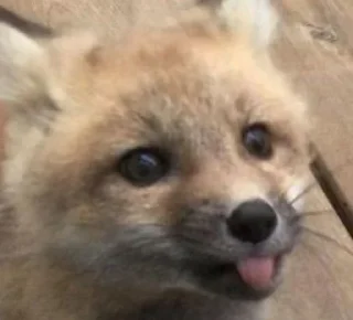 😝 emoji foxes🦊🧡 Telegram sticker 15 of 32