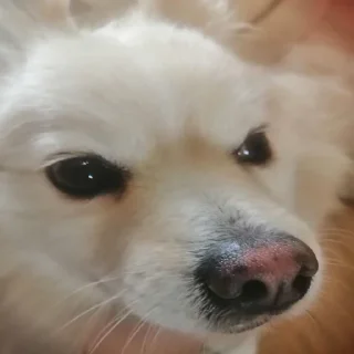 😈 emoji пес степана Telegram sticker 19 of 34