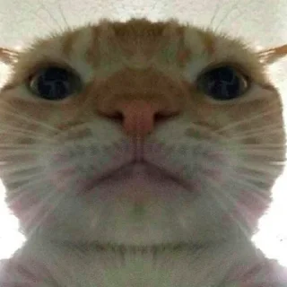 😐 emoji Тварини Telegram sticker 9 of 116