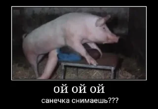 🐷 emoji Как обычно фигня Telegram sticker 5 of 56