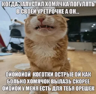 Sticker from The Orange Cat (RU)